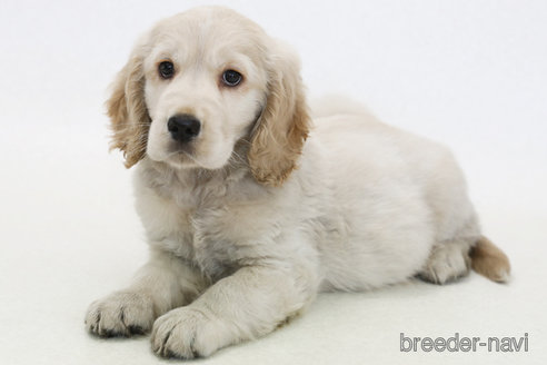 販売中の神奈川県のミックス犬-380241